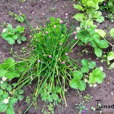 Allium schoenoprasum - Schnittlauch - Allium schoenoprasum