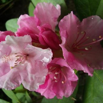 Rhododendron 'Doc'