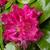 Rhododendron 'Germania'