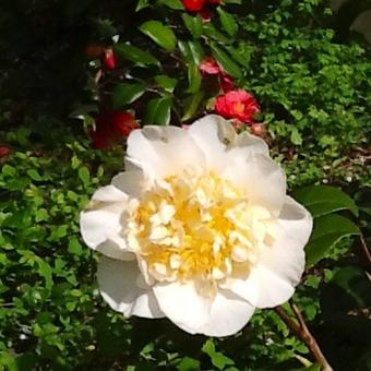 Camellia x williamsii 'Jury's Yellow'