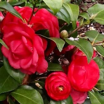 Camellia japonica 'Cereixa de Tollo’