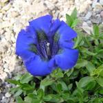 Gentiana acaulis 'Luna' - 