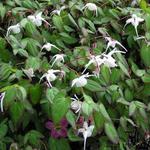 Epimedium grandiflorum 'Nanum' - 