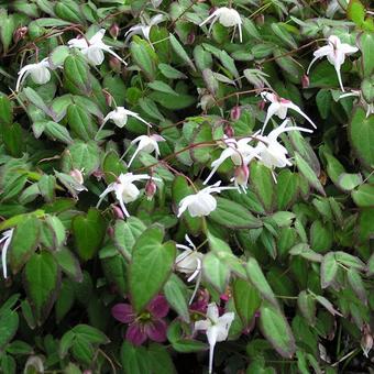 Epimedium grandiflorum 'Nanum'