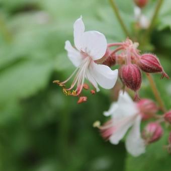 Geranium macrorrhizum 'Spessart'