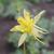 Aquilegia chrysantha 'Yellow Queen'