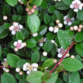 Cotoneaster Dammeri