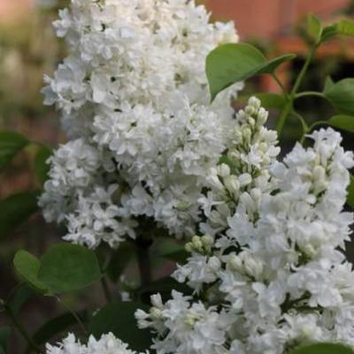 Syringa vulgaris 'Mme Lemoine' - Syringa vulgaris 'Mme Lemoine'