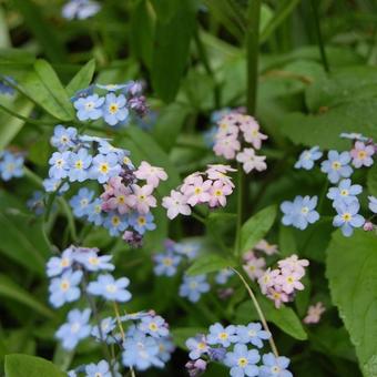 Myosotis sylvatica