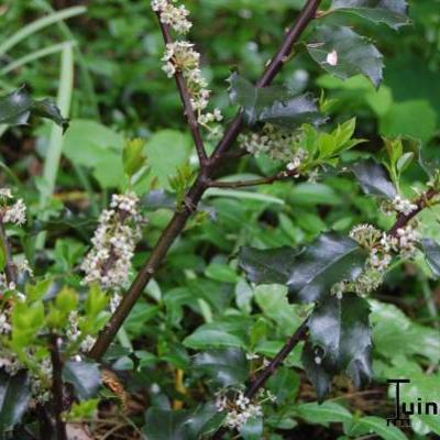 Ilex x meserveae 'Blue Princess' - HOUX  'BLUE  PRINCESS' , HOUX DE MESERVE - Ilex x meserveae 'Blue Princess'