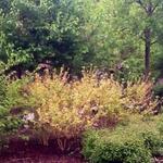 Cornus sanguinea 'Midwinter Fire' - 