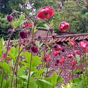 Geum 'Bell Bank'