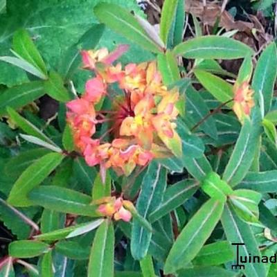 Euphorbia griffithii 'Dixter' - Euphorbia griffithii 'Dixter'