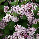 Syringa meyeri 'Palibin' - LILAS DE CORÉE NAIN, LILAS NAIN 'PALIBIN'