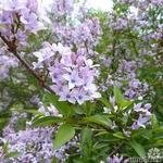 Syringa protolaciniata 'Kabul' - Syringa protolaciniata 'Kabul'