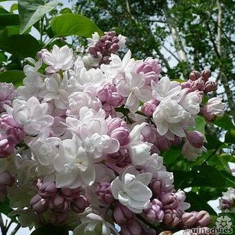 Syringa vulgaris 'Beauty of Moscow'