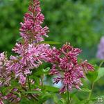 Syringa x prestoniae 'James MacFarlane' - 