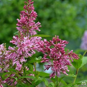 Syringa x prestoniae 'James MacFarlane'