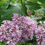 Syringa x prestoniae 'Minuet' - 