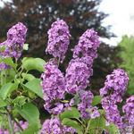 Syringa vulgaris ‘Andenken an Ludwig Späth’ - Syringa vulgaris ‘Andenken an Ludwig Späth’