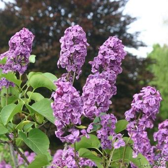 Syringa vulgaris ‘Andenken an Ludwig Späth’