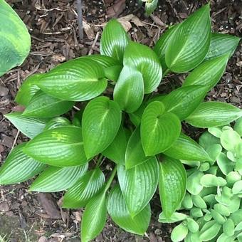 Hosta  'Devon Green'