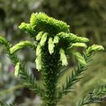 Cryptomeria japonica  'Cristata' - Cryptomeria japonica 'Cristata'