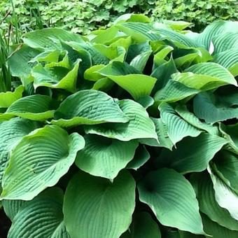 Hosta 'Blue Angel'