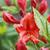 Rhododendron 'Hotspur Red'