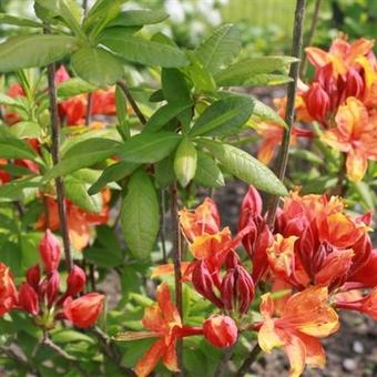 Rhododendron ’Golden Eagle’