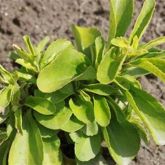 Stevia rebaudiana