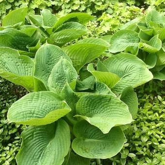 Hosta sieboldiana 'Elegans'