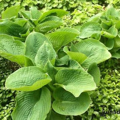 Hosta sieboldiana 'Elegans'