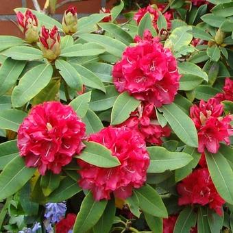 Rhododendron 'Wilgen´s Ruby'