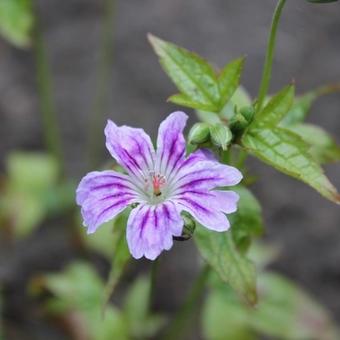 Geranium nodosum 'Whiteleaf'