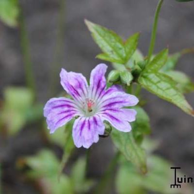 Geranium nodosum 'Whiteleaf'