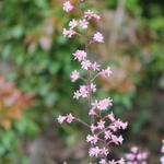 X Heucherella alba - 