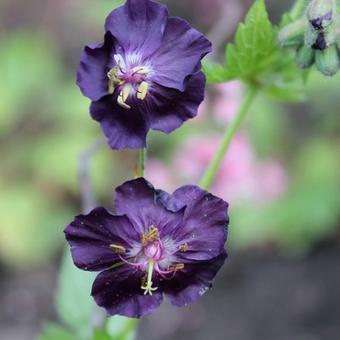 Geranium phaeum 'Raven'