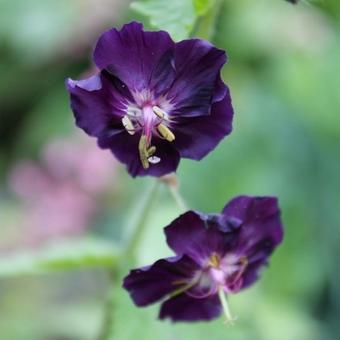 Geranium phaeum 'Raven'