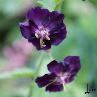 Geranium phaeum 'Raven' - Geranium phaeum 'Raven'