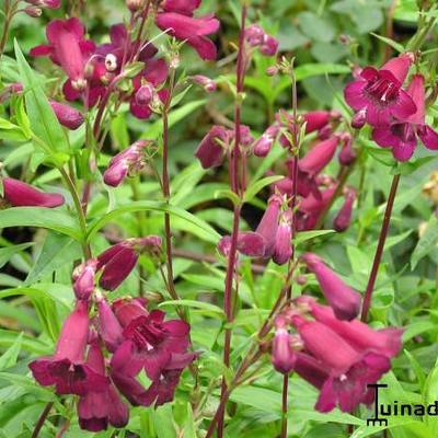 Penstemon 'Rich Ruby'