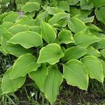 Hosta 'Prima Donna' - 