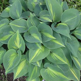 Hosta 'Touch of Class'