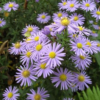 Aster dumosus