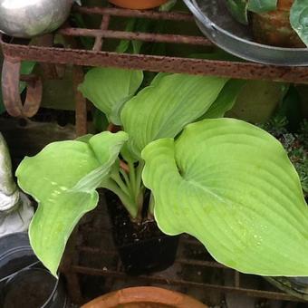 Hosta 'Sum and Substance'