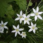 Ornithogalum umbellatum - Ornithogale en ombelle