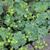 Alchemilla erythropoda