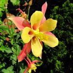 Aquilegia hybride - 