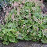 X Heucherella alba 'Rosalie' - 