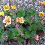 Geum 'Beech House Apricot' - 